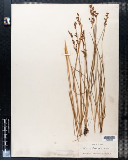 Juncus