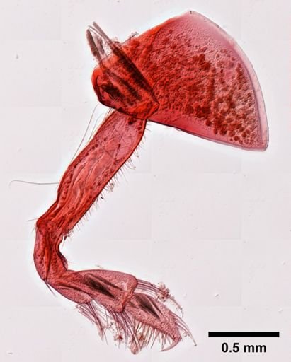 Andaniotes
