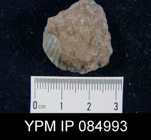Amphistrophia extensa