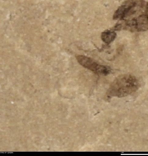 undet. Insecta