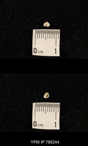 undet. Brachiopoda