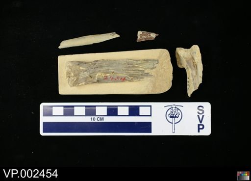 Pteranodon