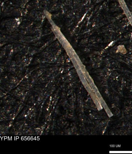 undet. Porifera