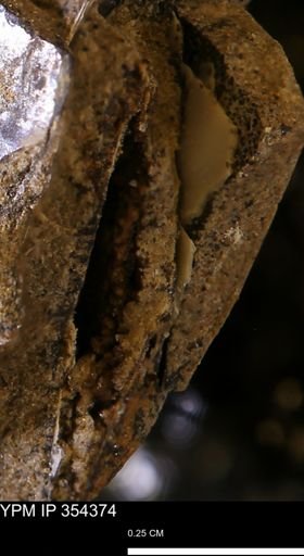 undet. Mollusca