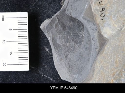 undet. Eurypterida