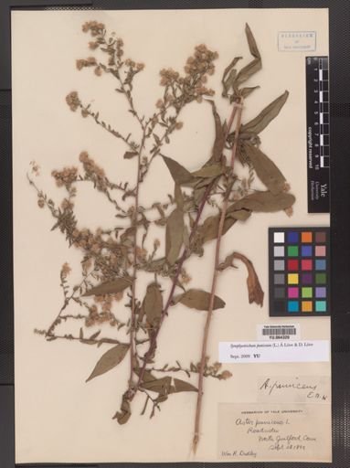 Symphyotrichum puniceum