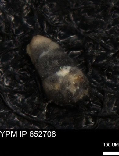 undet. Foraminiferida