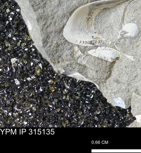 undet. Scaphitidae