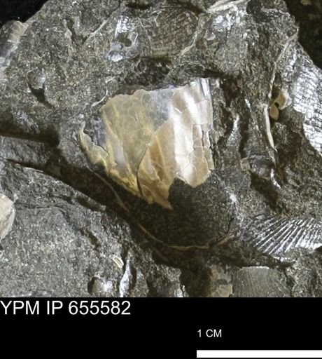 Pseudoptera sp.