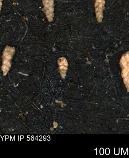 Verneuilina canadensis