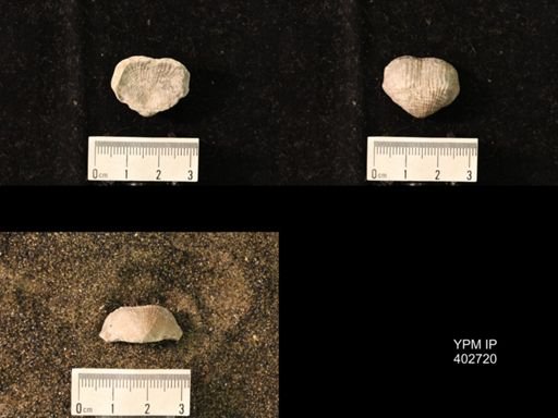 undet. Productidae