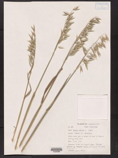 Avena sativa