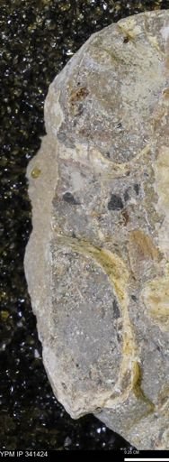 Scaphites sp.