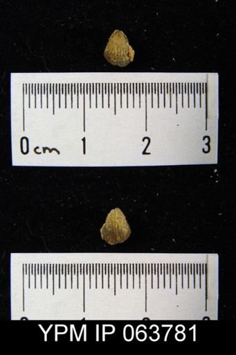 Camarotoechia shannonensis