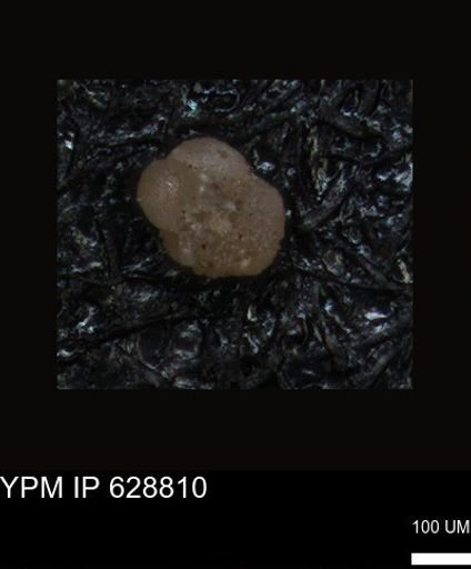 undet. Foraminiferida