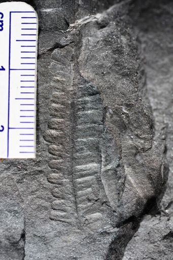 Pecopteris sp.