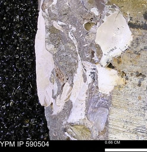 undet. Mollusca