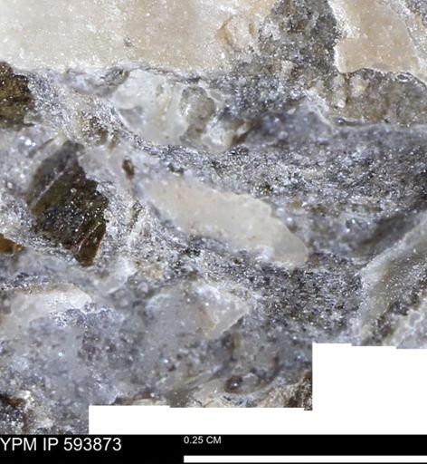 undet. Mollusca