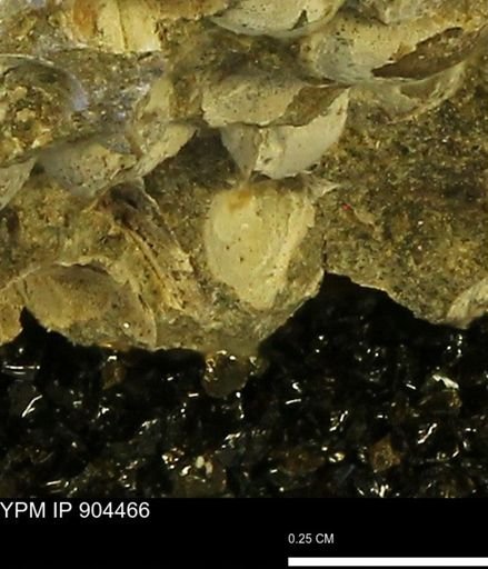 undet. Bivalvia