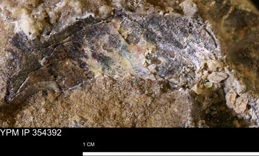undet. Scaphitidae