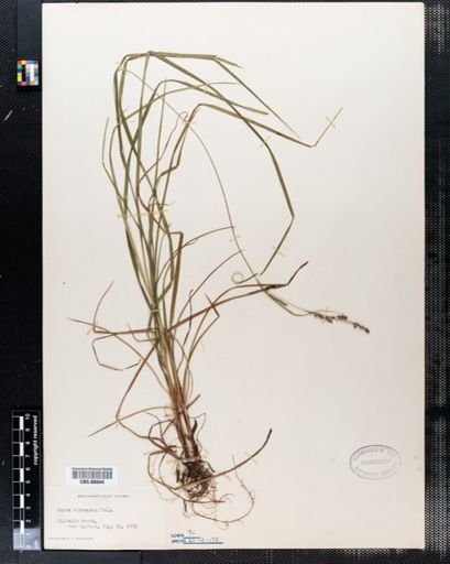 Carex virescens