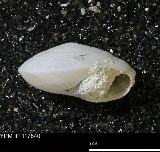 Poecilozonites bermudensis zonatus