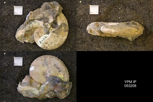 Discoscaphites conradi