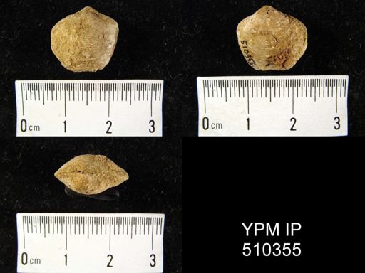 Athyris sp.
