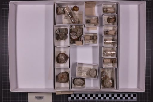 mixed taxa, stratigraphic collection