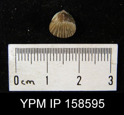 Rhynchotrema anticostiensis