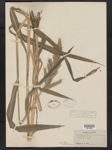 Echinochloa crus-galli