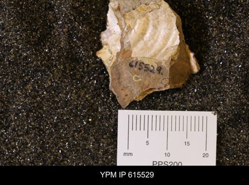 Inoceramus sp.