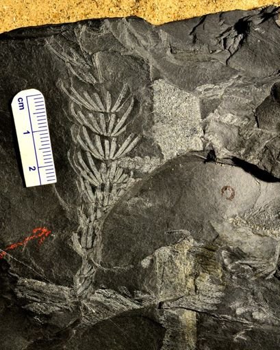 Asterophyllites equisetiformis