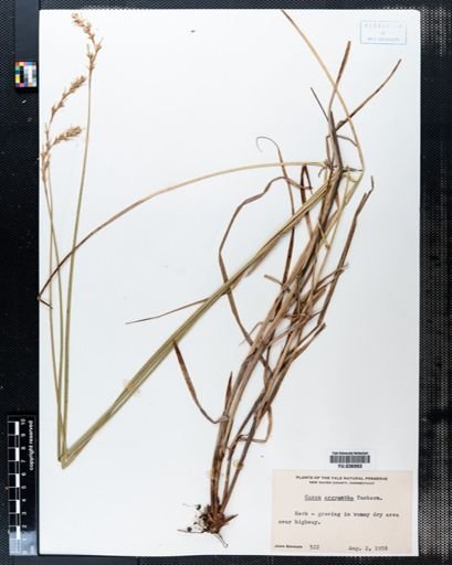 Carex argyrantha