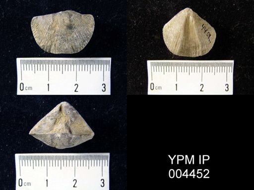 undet. Syringothyridoidea