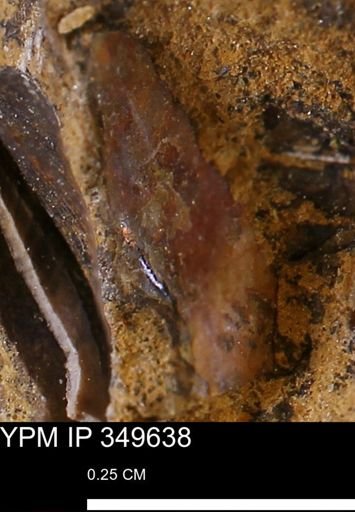 Ammonoidea?