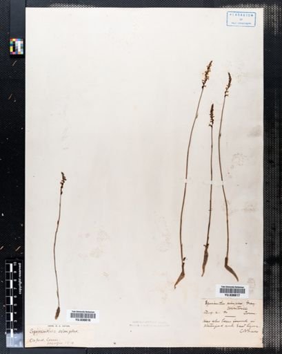 Spiranthes simplex