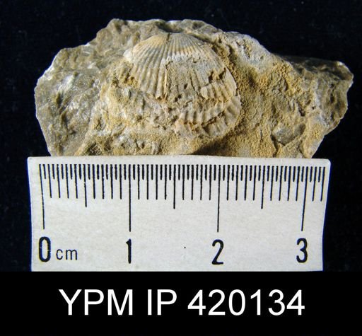 undet. Rhynchonellida