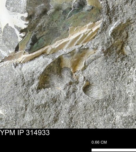 undet. Scaphitidae