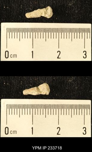 Archaeocidaris sp.