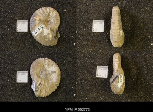 Jeletzkytes nebrascensis
