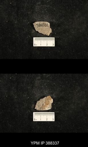 Myalina sp.