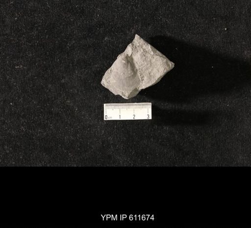 Aviculopecten sp.
