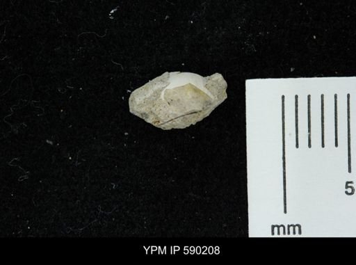 undet. Bivalvia