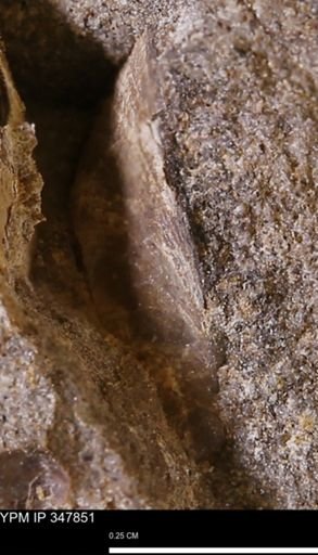 undet. Bivalvia
