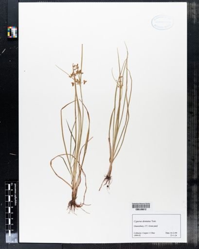 Cyperus dentatus