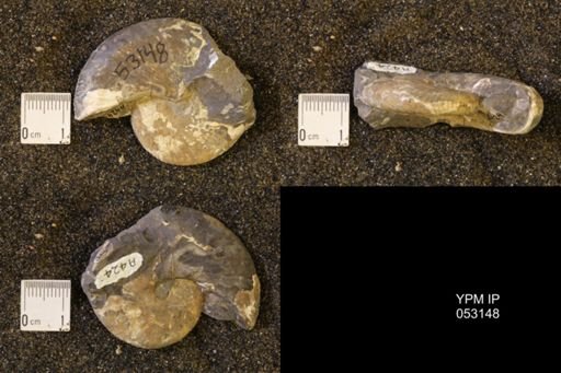 Discoscaphites conradi