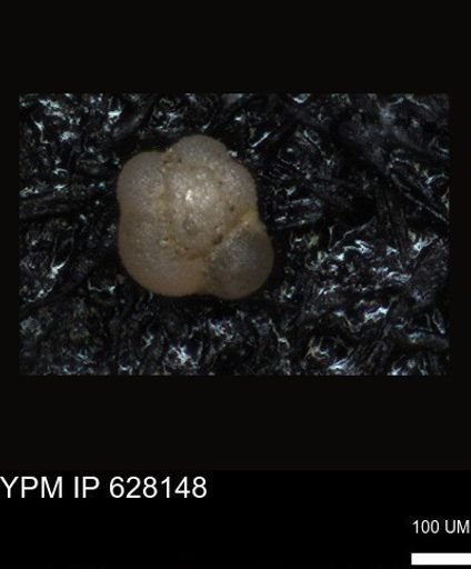 undet. Foraminiferida