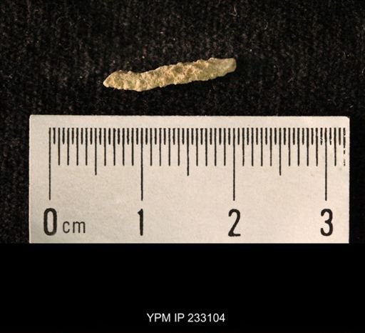 Archaeocidaris sp.