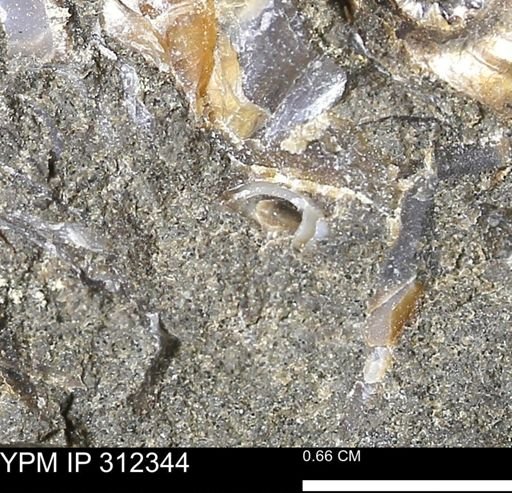 undet. Bivalvia